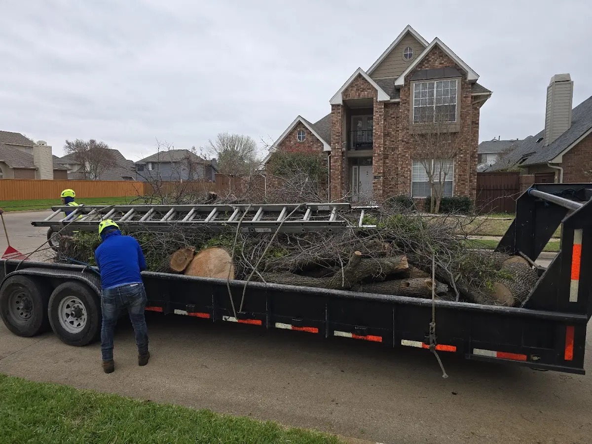 Expert Tree Pest Control with proper safety equipment in Belvidere